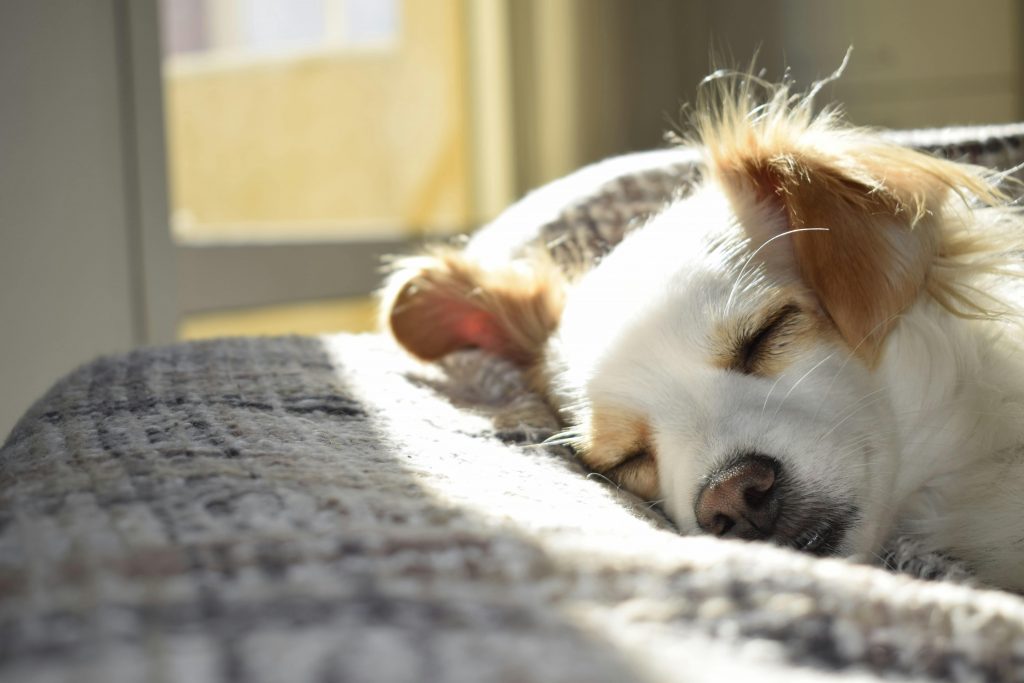 Responsible dog rehoming UK in a calm home environment